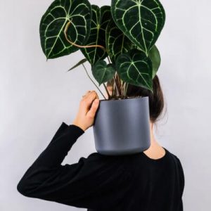 Tentang Plants Store Gallery Img 1 300x300 1