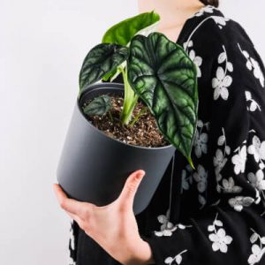 Tentang Plants Store Gallery Img 4 300x300 1