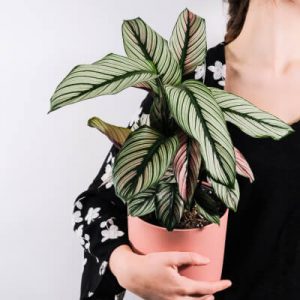 Tentang Plants Store Gallery Img 5 300x300 1